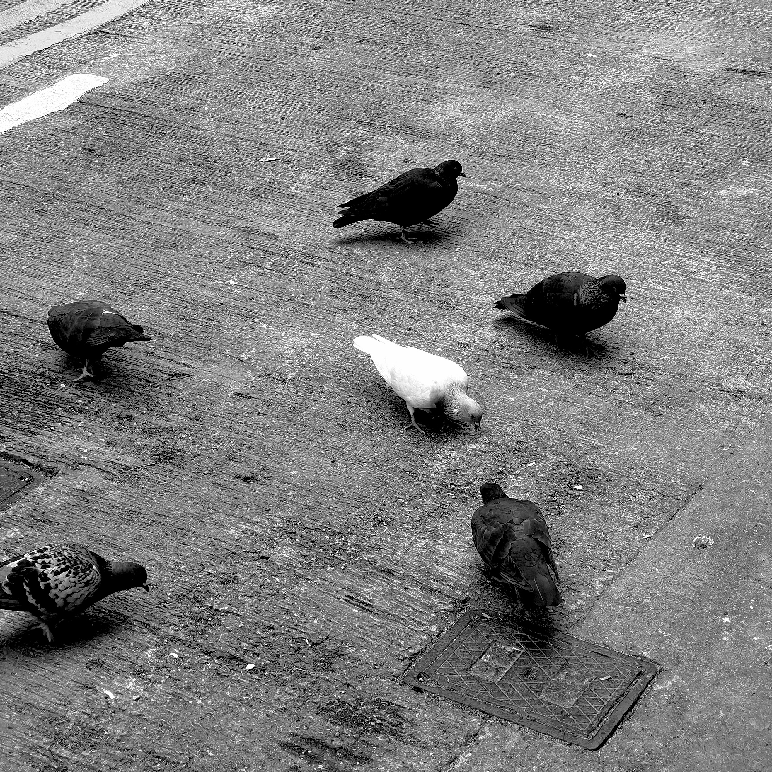 Merit: Pigeons 